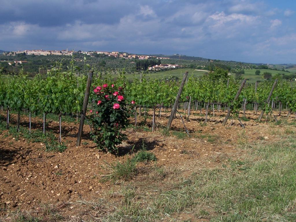 Agriturismo La Carlina Villa Маляно ин Тоскана Екстериор снимка